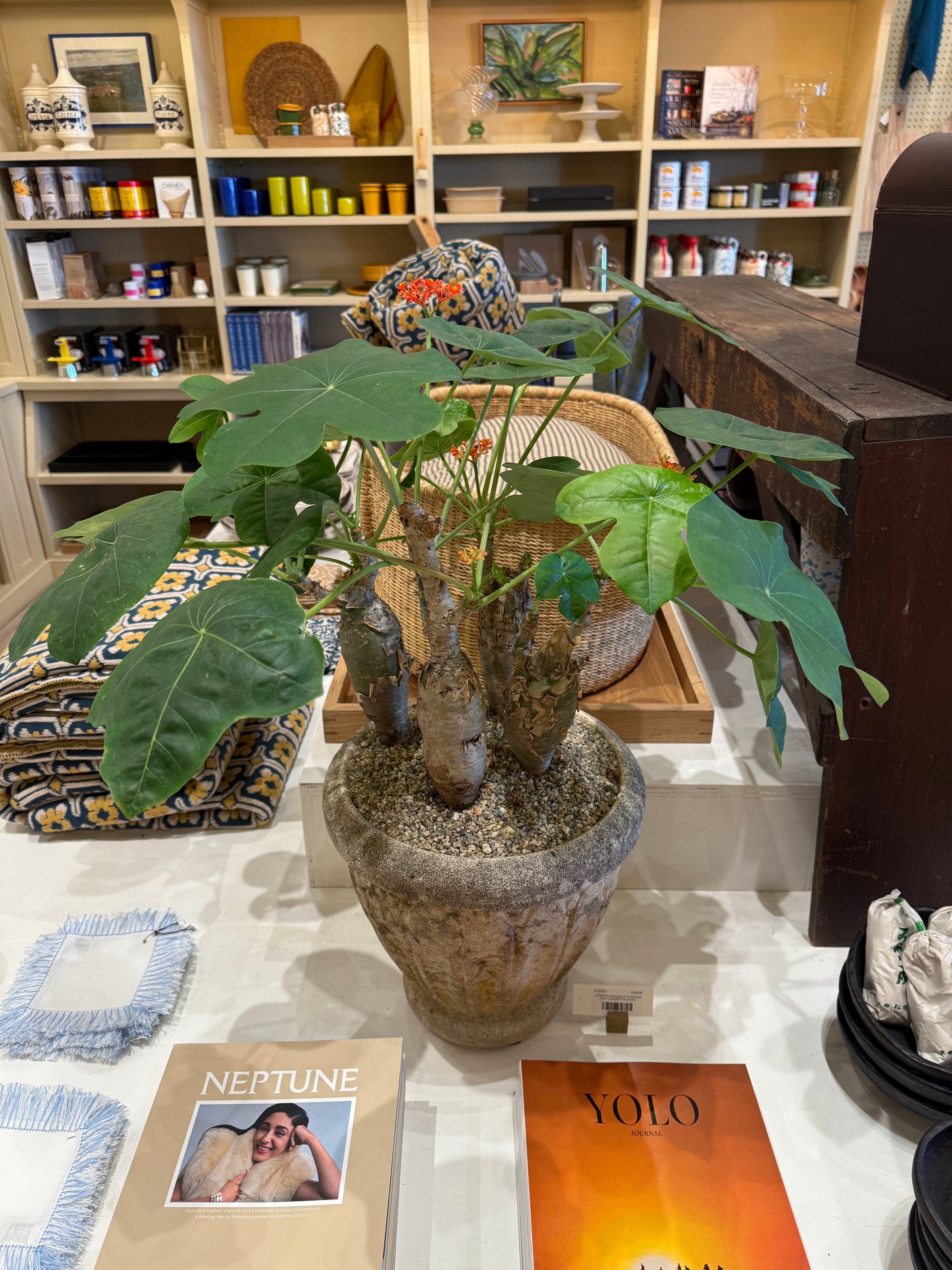Jatropha Podagrica in Vintage Cast Concrete Planter