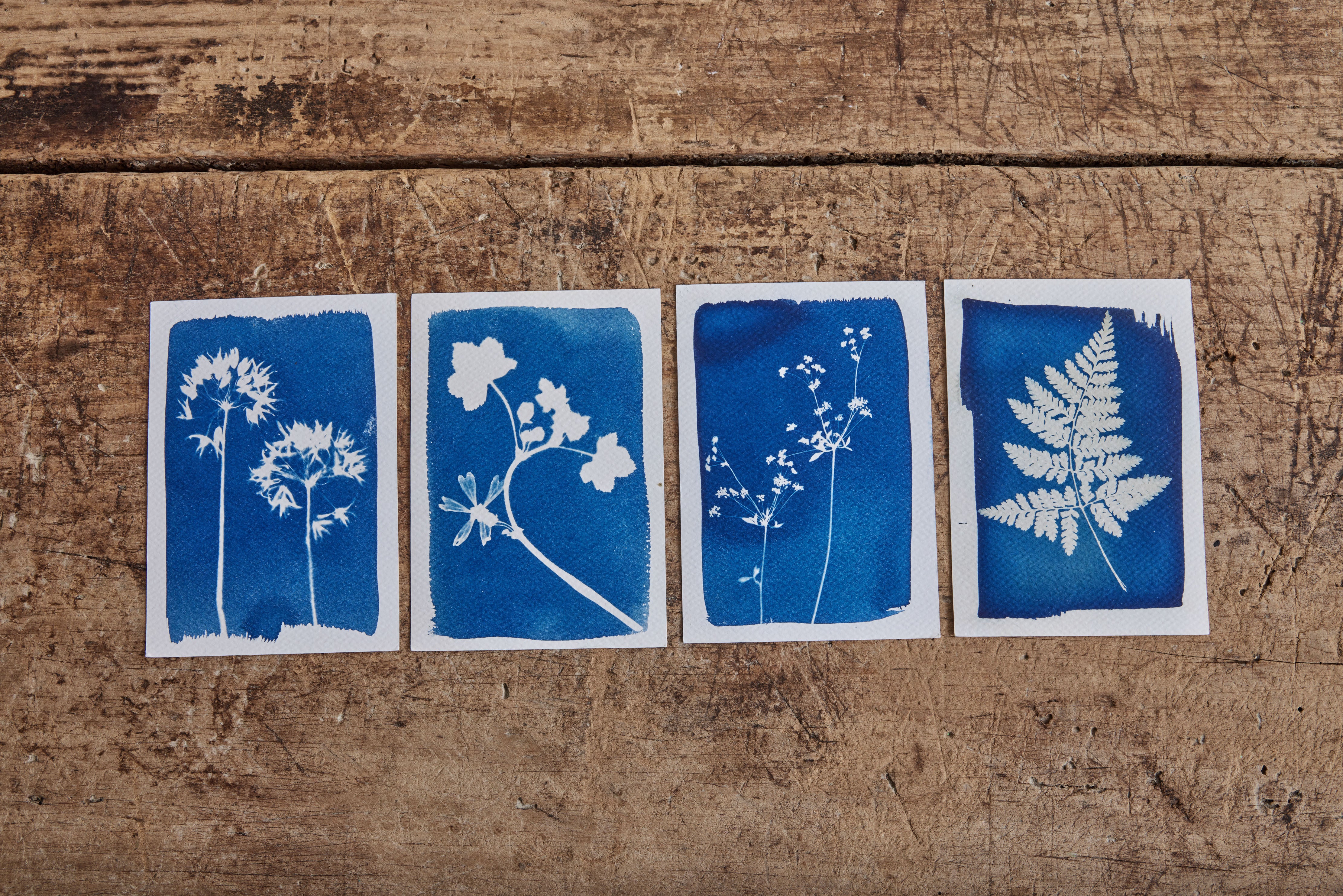 Cyanotype Kit