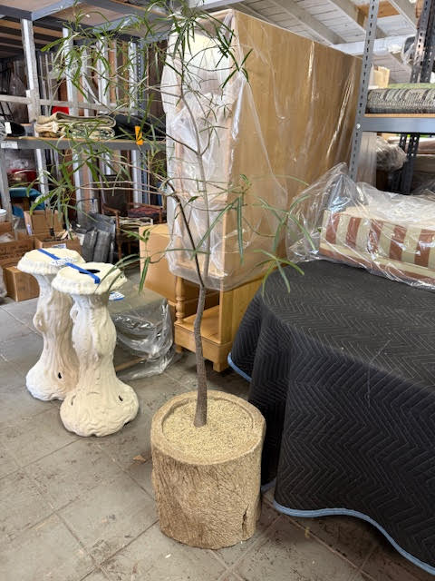 Sculptural Brachychiton in Antique French Foi Bois Planter