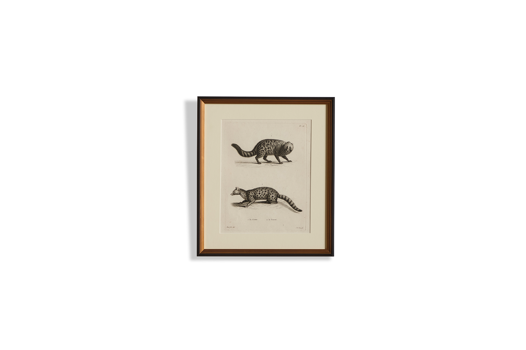 Animal Engraving N.3