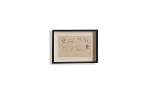 Cattle Drawing
