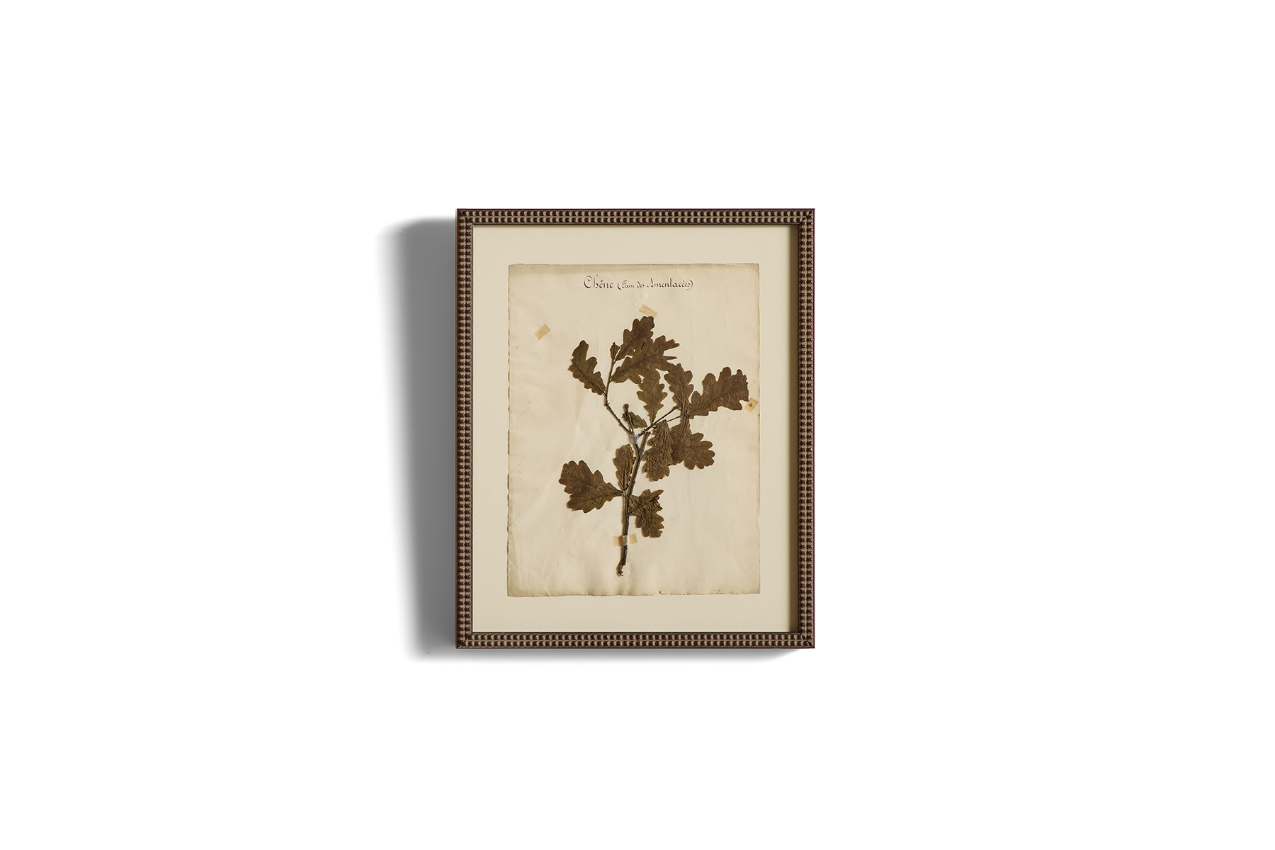 Large Botanical Print No.1