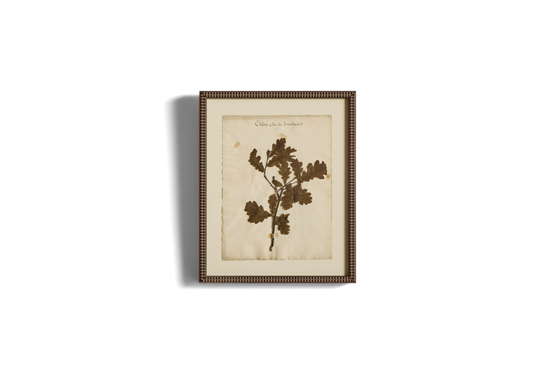 Large Botanical Print No.1