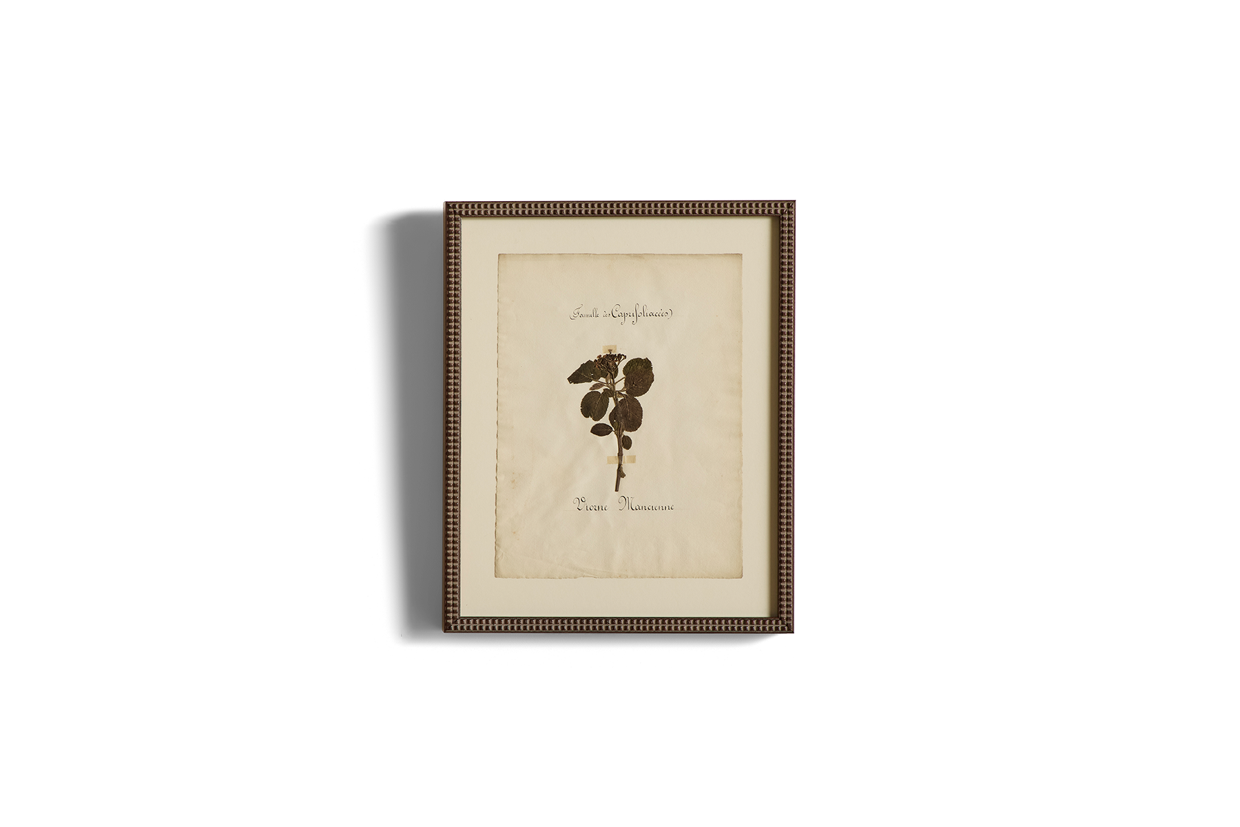 Large Botanical Print No.2