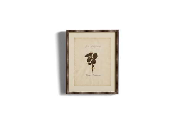 Large Botanical Print No.2