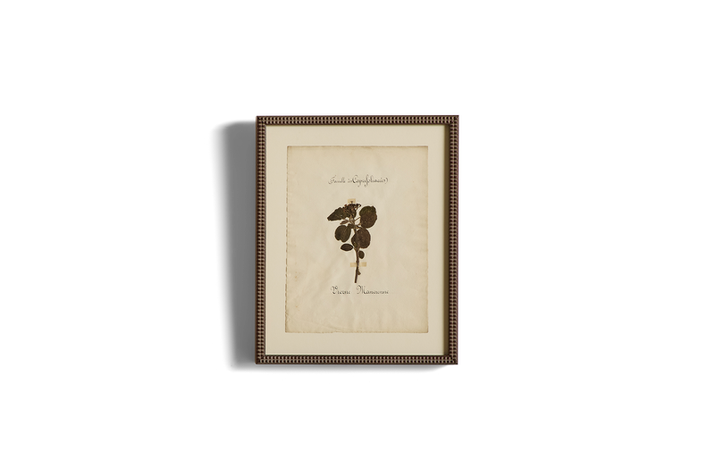 Large Botanical Print No.2