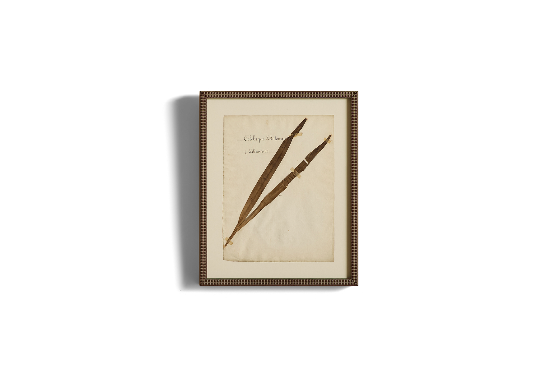 Large Botanical Print No.3