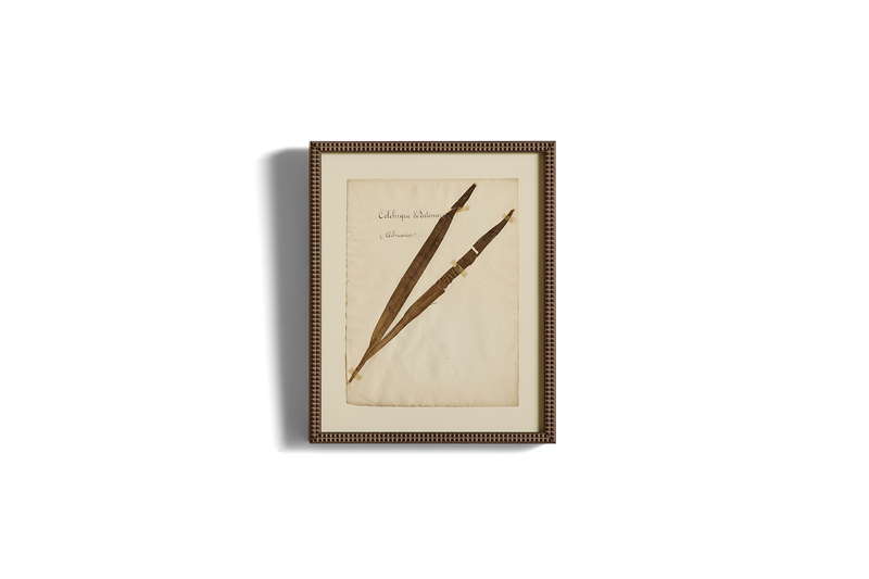 Large Botanical Print No.3