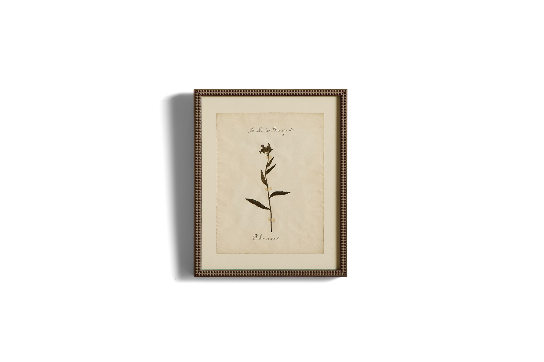 Large Botanical Print No.5