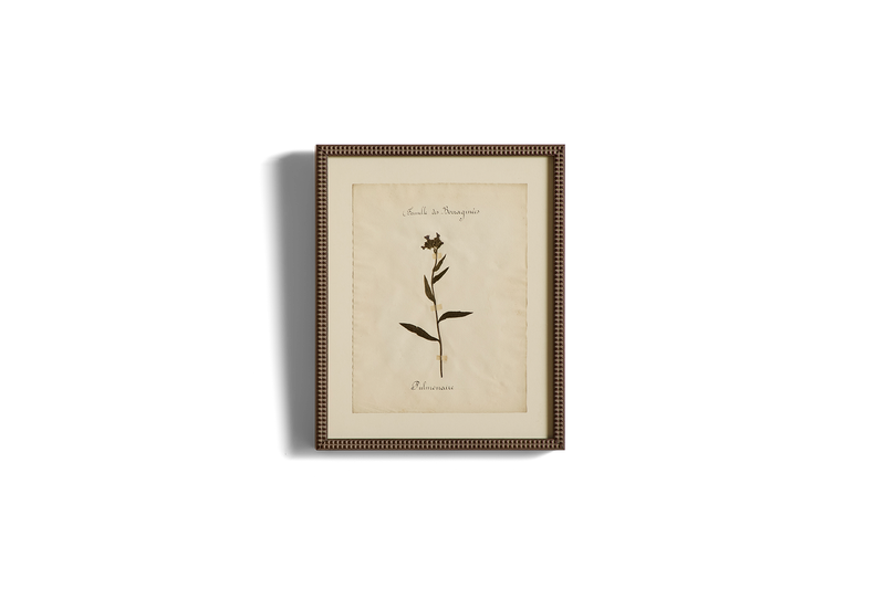 Large Botanical Print No.5