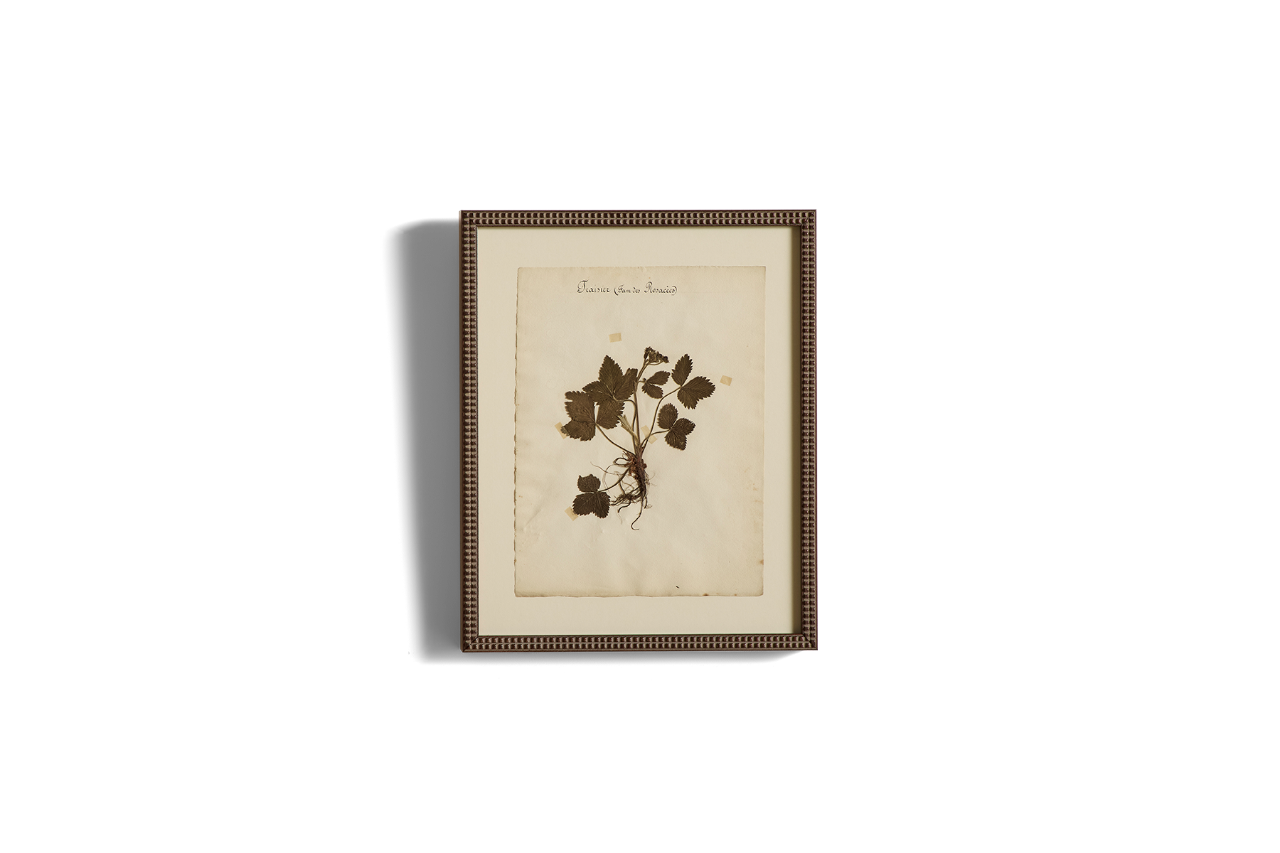 Large Botanical Print No.9