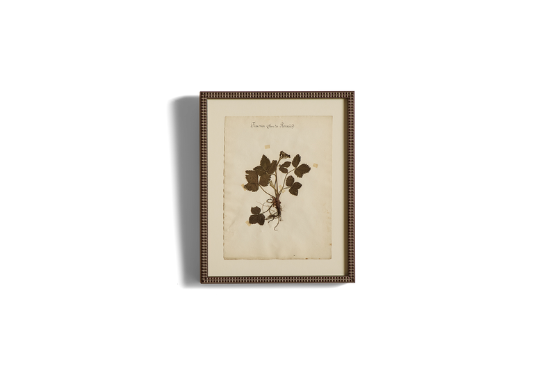 Large Botanical Print No.9
