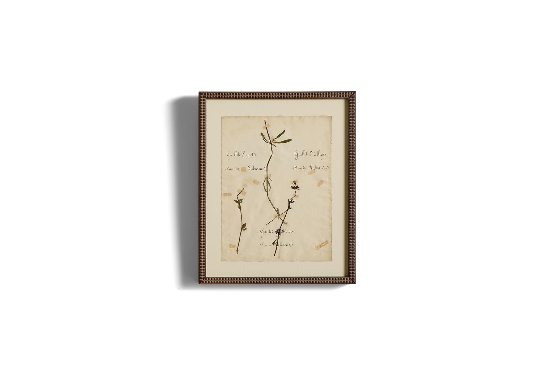 Large Botanical Print No. 11