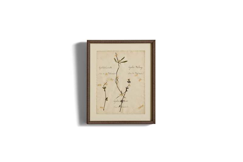 Large Botanical Print No. 11