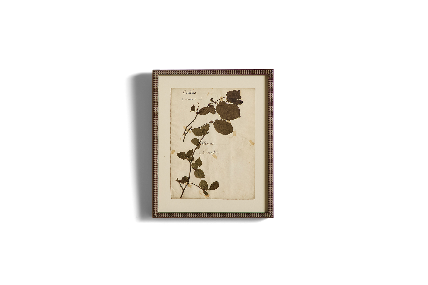 Large Botanical Print No.12