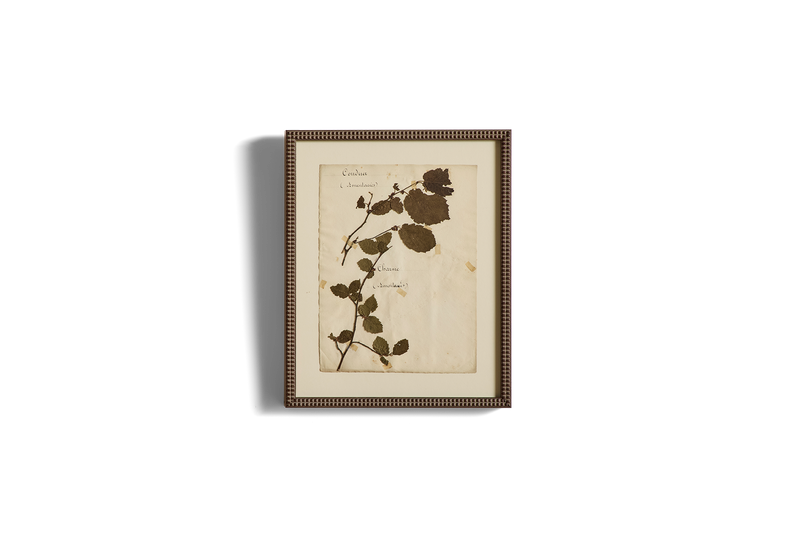 Large Botanical Print No.12