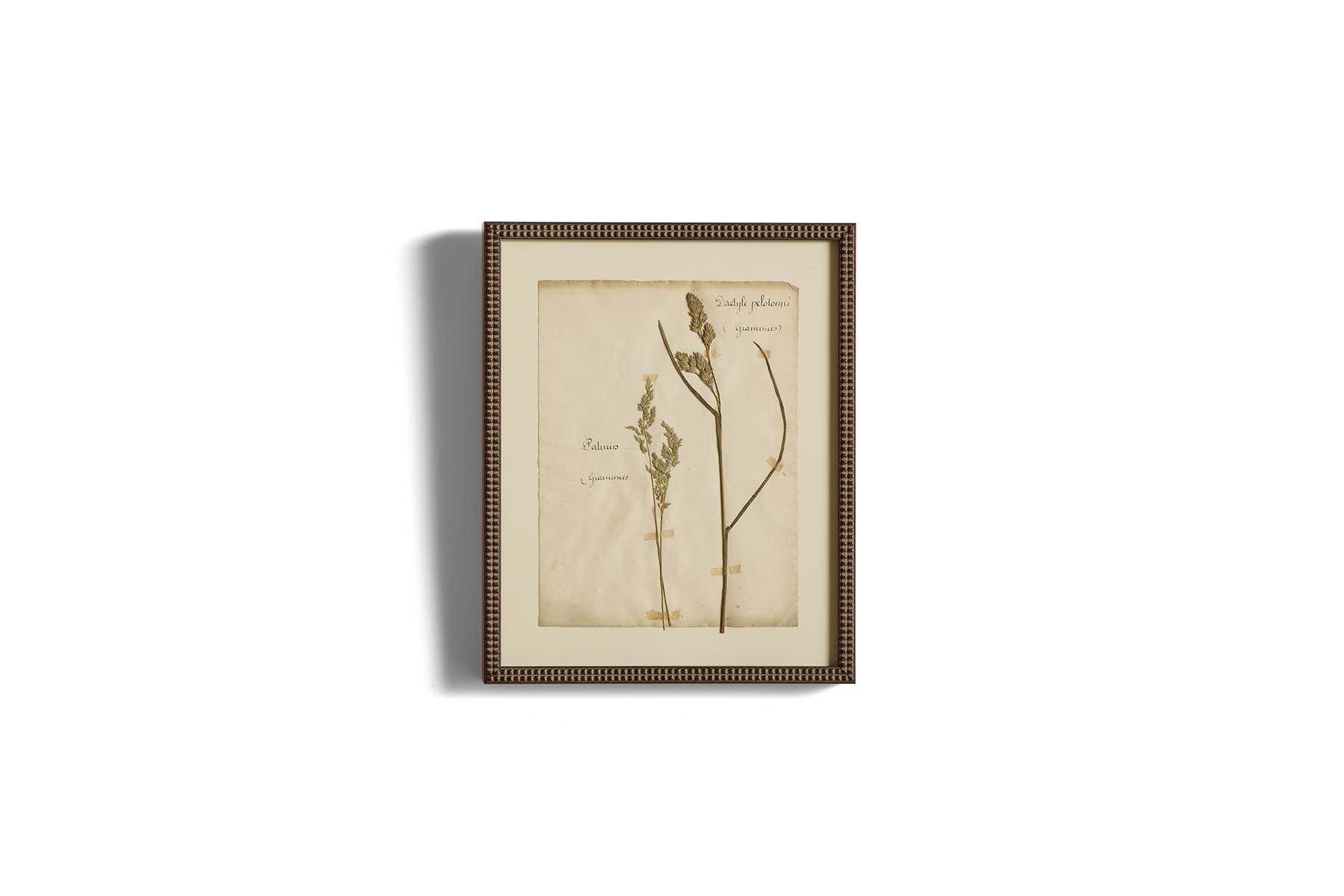 Large Botanical Print No.13