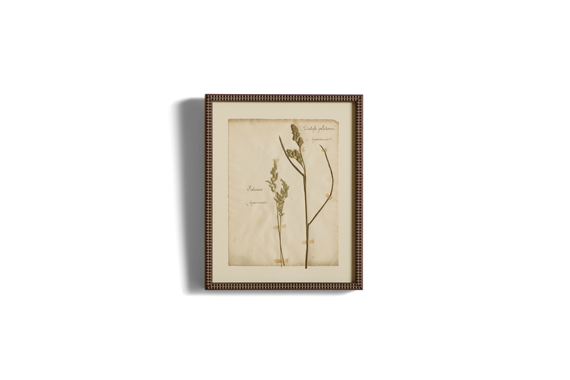 Large Botanical Print No.13