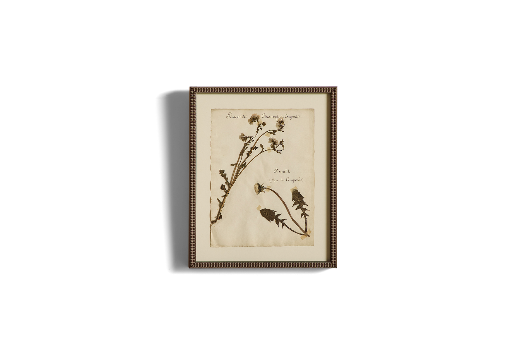 Large Botanical Print No.16