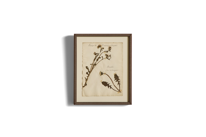 Large Botanical Print No.16