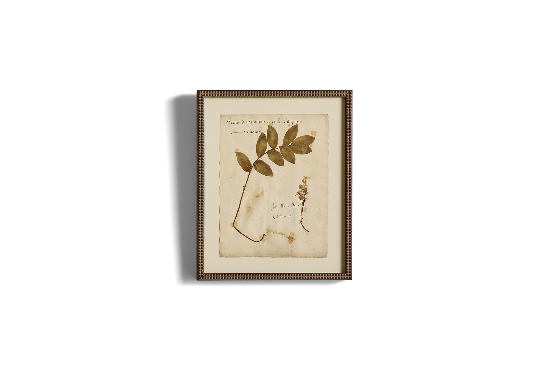 Large Botanical Print No.17