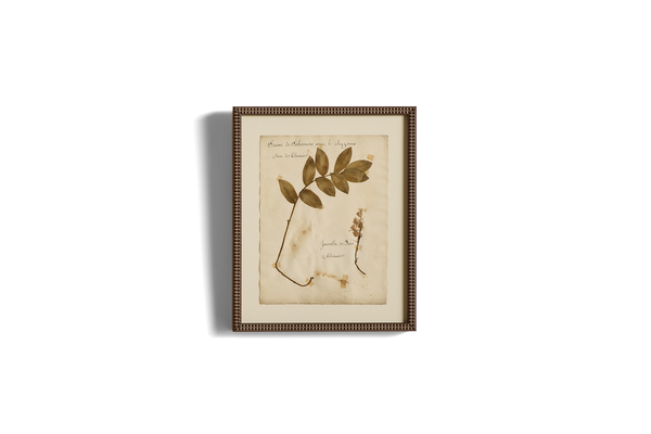 Large Botanical Print No.17