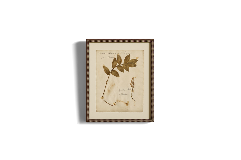 Large Botanical Print No.17
