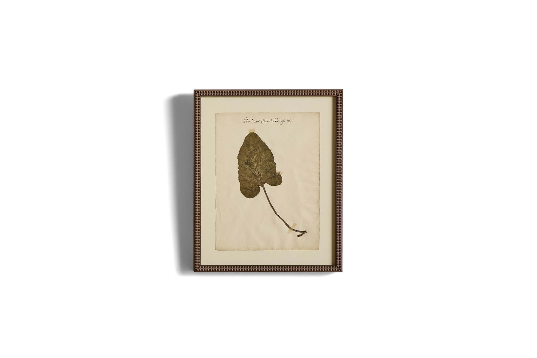 Large Botanical Print No.19