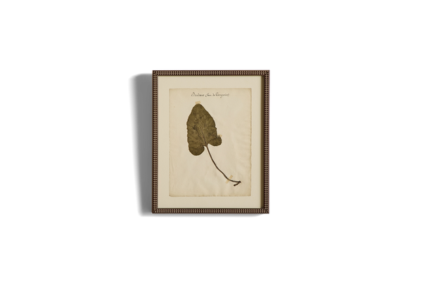 Large Botanical Print No.19