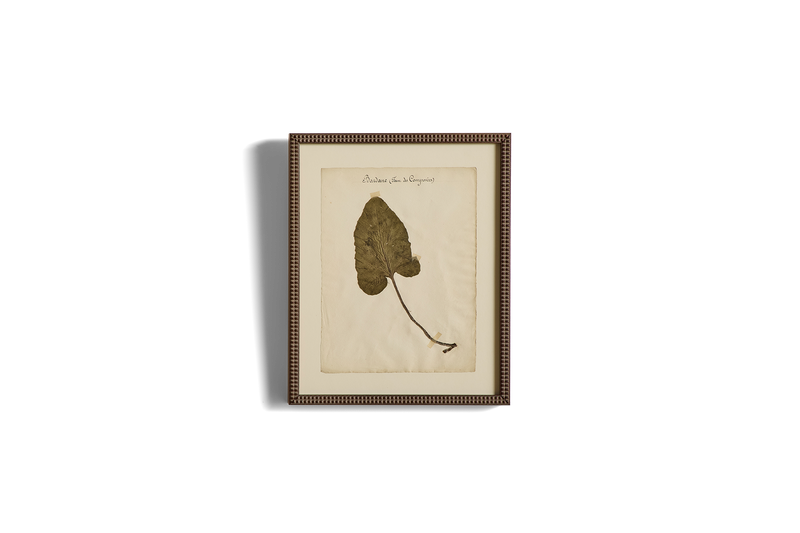 Large Botanical Print No.19