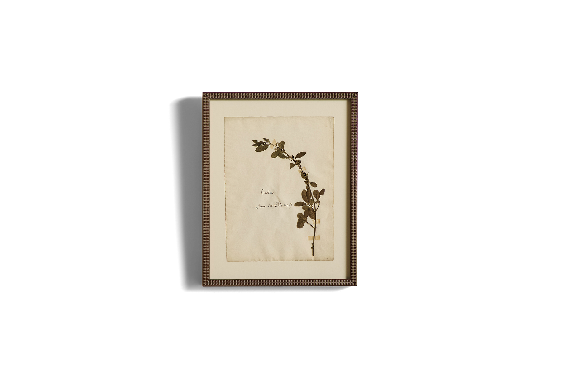 Large Botanical Print No.20