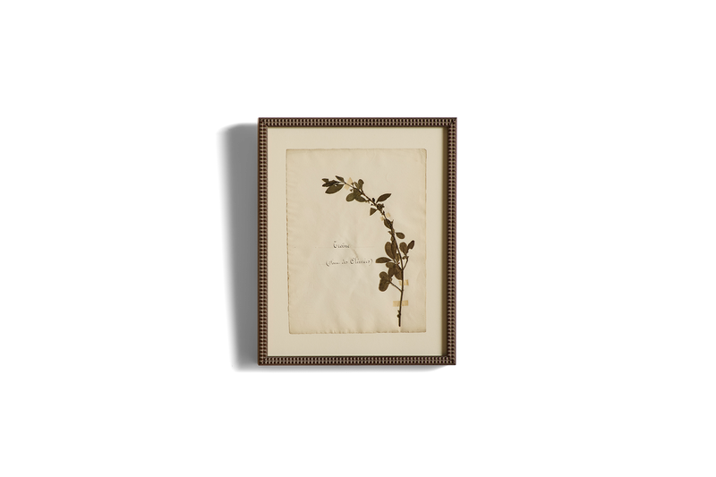 Large Botanical Print No.20