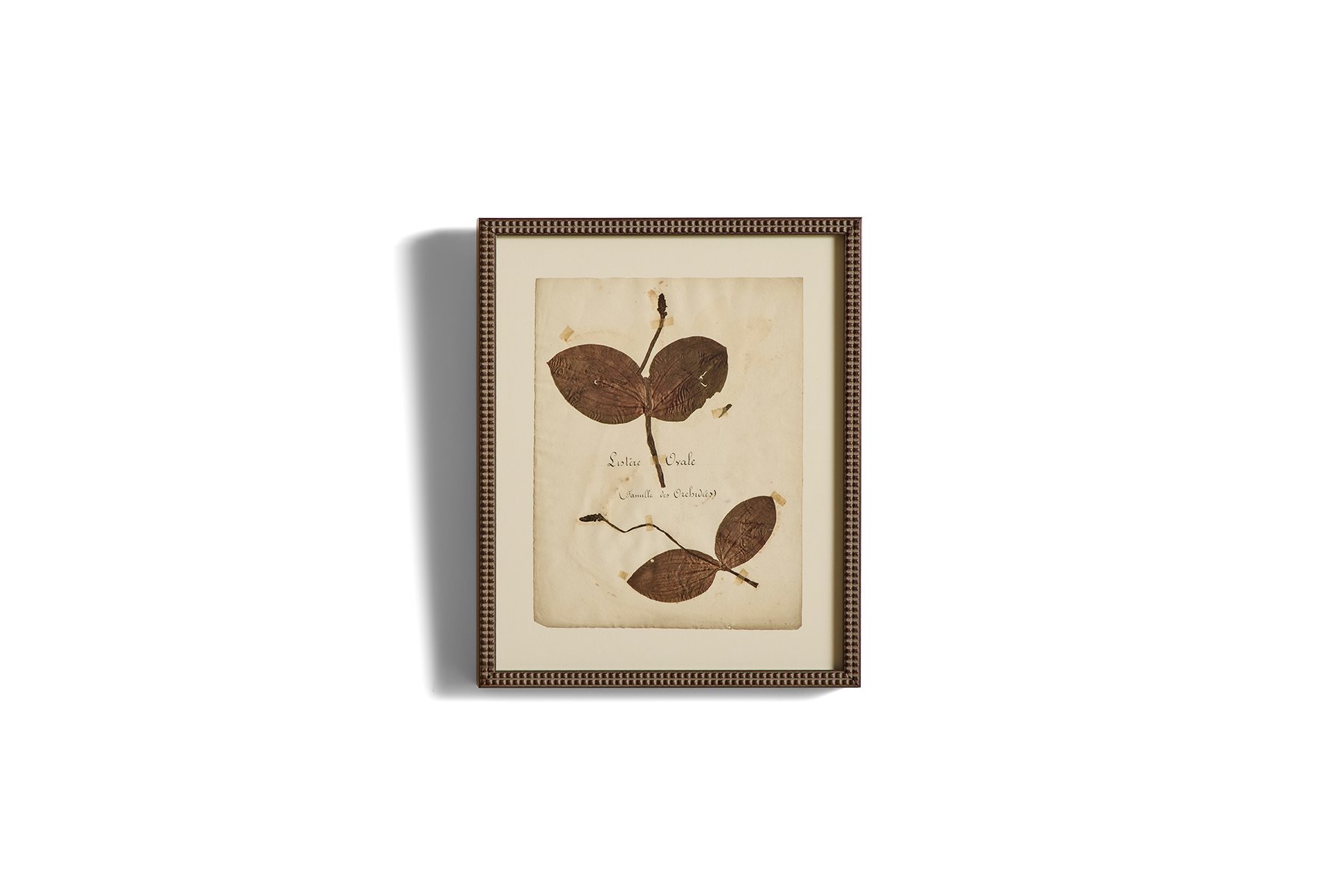 Large Botanical Print No.21