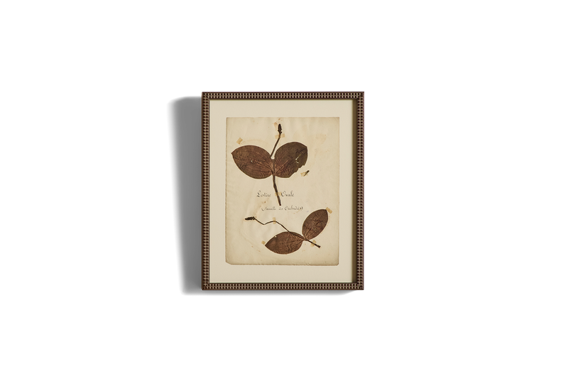 Large Botanical Print No.21