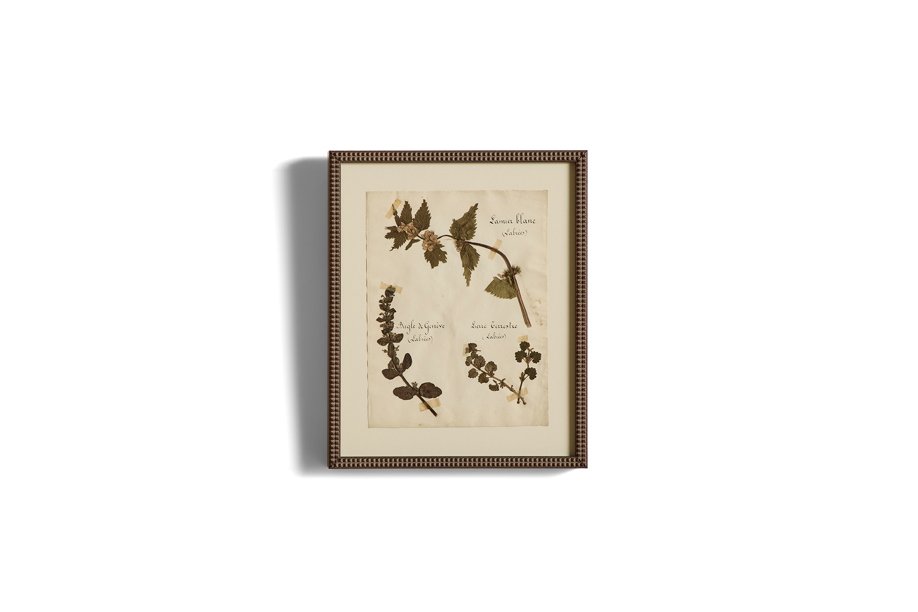 Large Botanical Print No.23