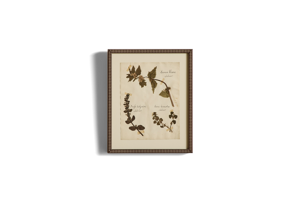 Large Botanical Print No.23