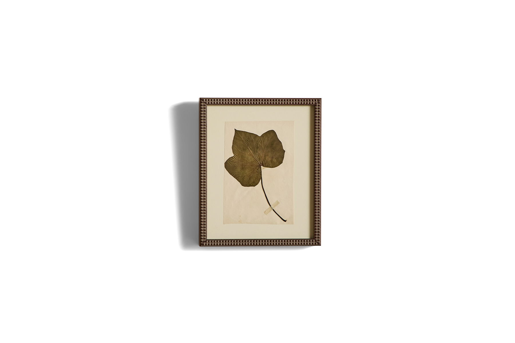 Small Botanical Print No.1