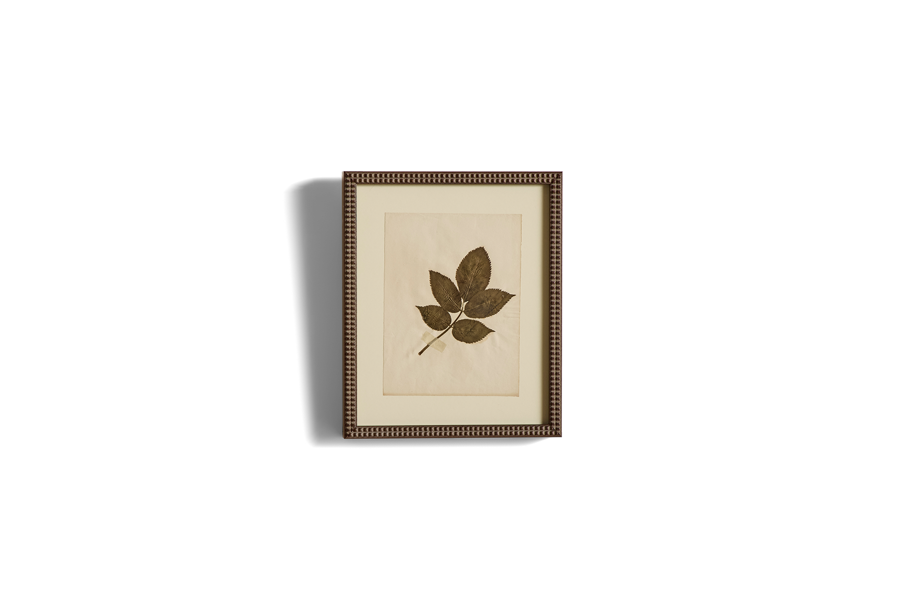 Small Botanical Print No.2