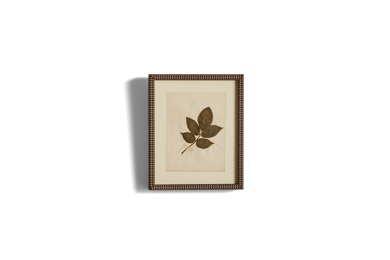 Small Botanical Print No.2