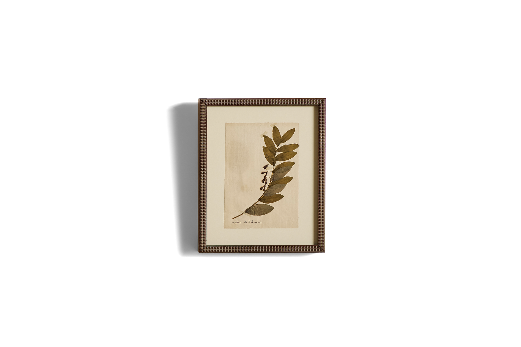 Small Botanical Print No.3