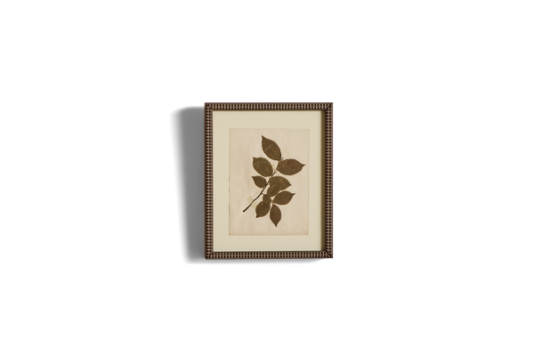 Small Botanical Print No.6