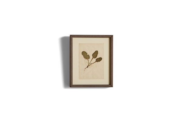 Small Botanical Print No.8
