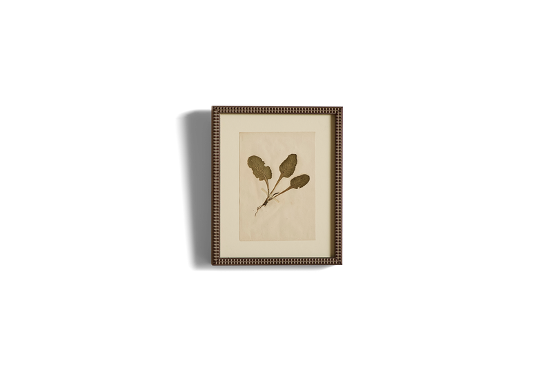 Small Botanical Print No.8