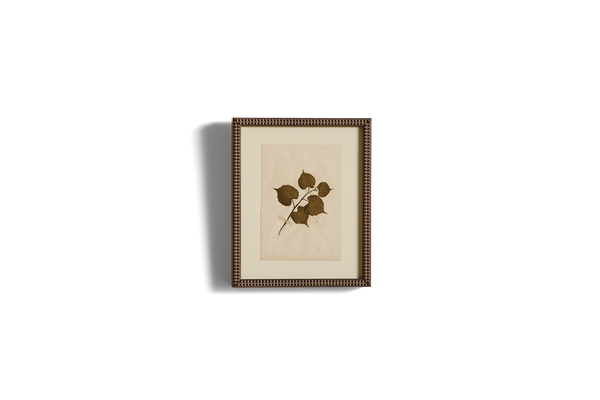 Small Botanical Print No.10