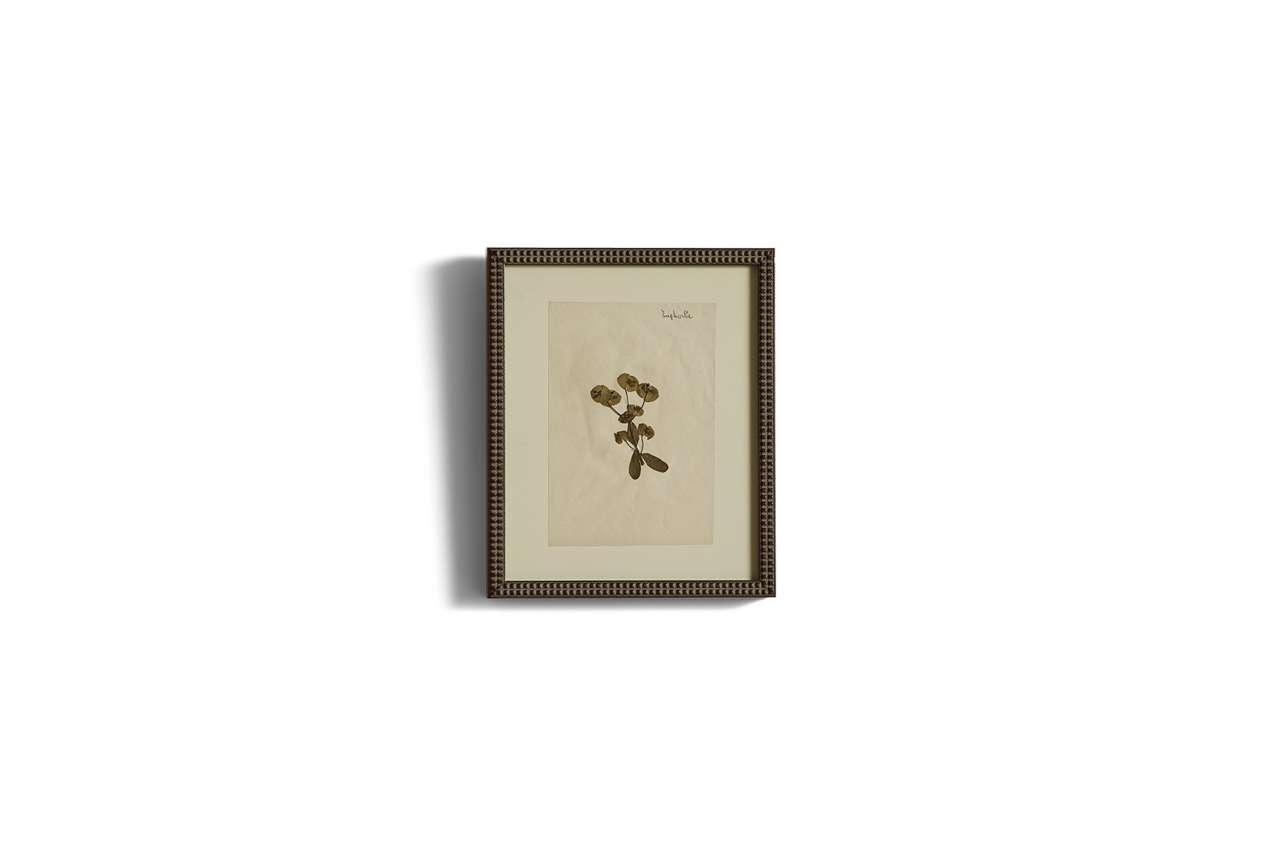 Small Botanical Print No.11