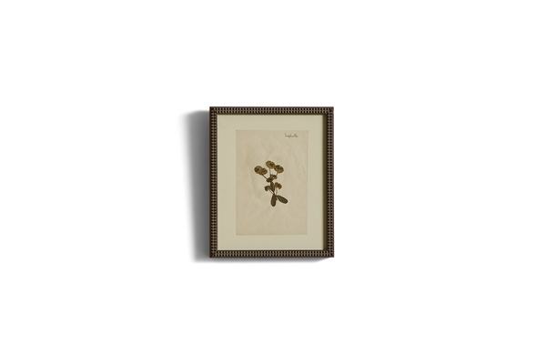 Small Botanical Print No.11