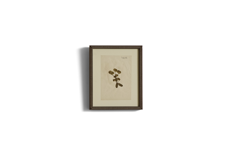 Small Botanical Print No.11