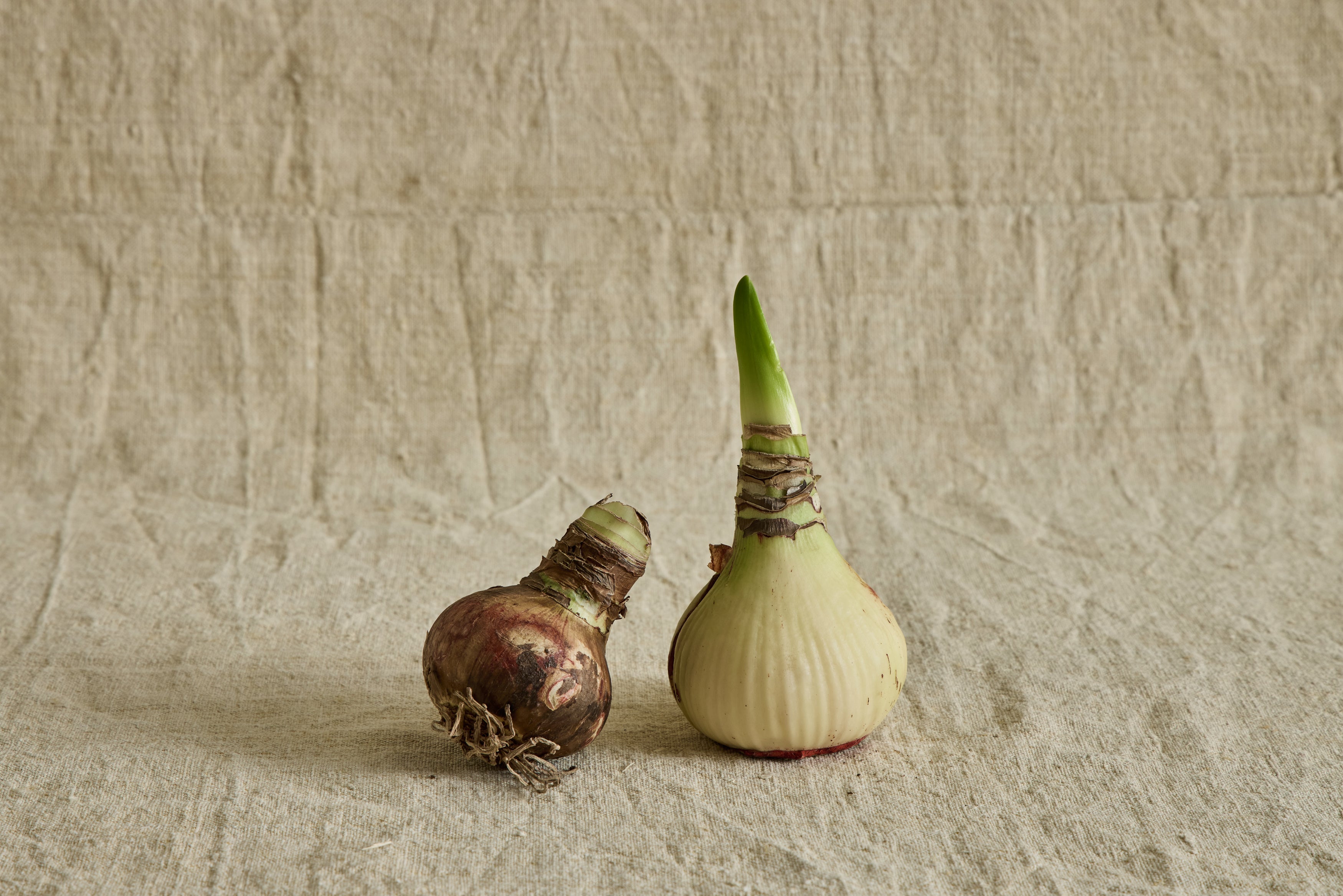 Amaryllis Bulb Kit