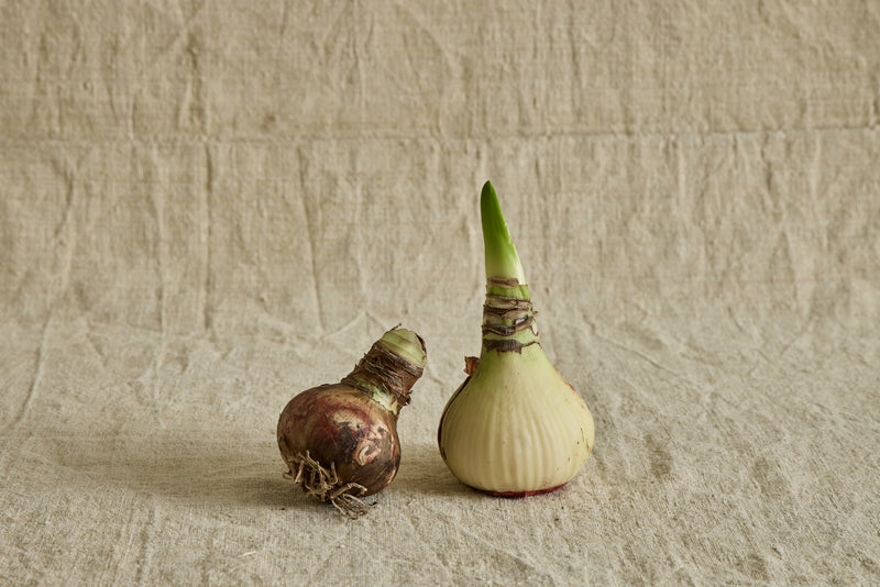 Amaryllis Bulb Kit