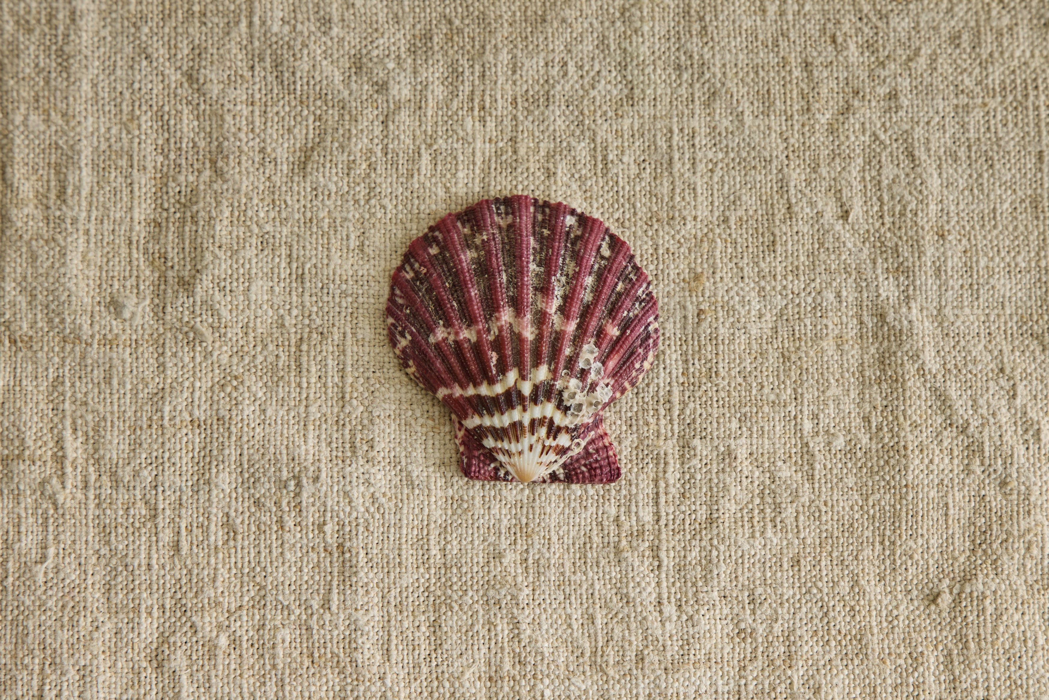 Painted Shell No. 2